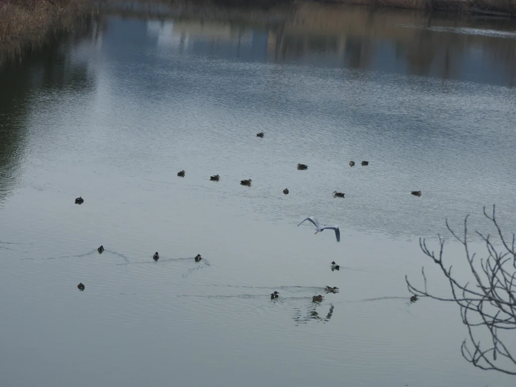 池で休んでいる数羽のアヒルと、その上を飛ぶアオサギ