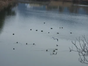 池で休んでいる数羽のアヒルと、その上を飛ぶアオサギ