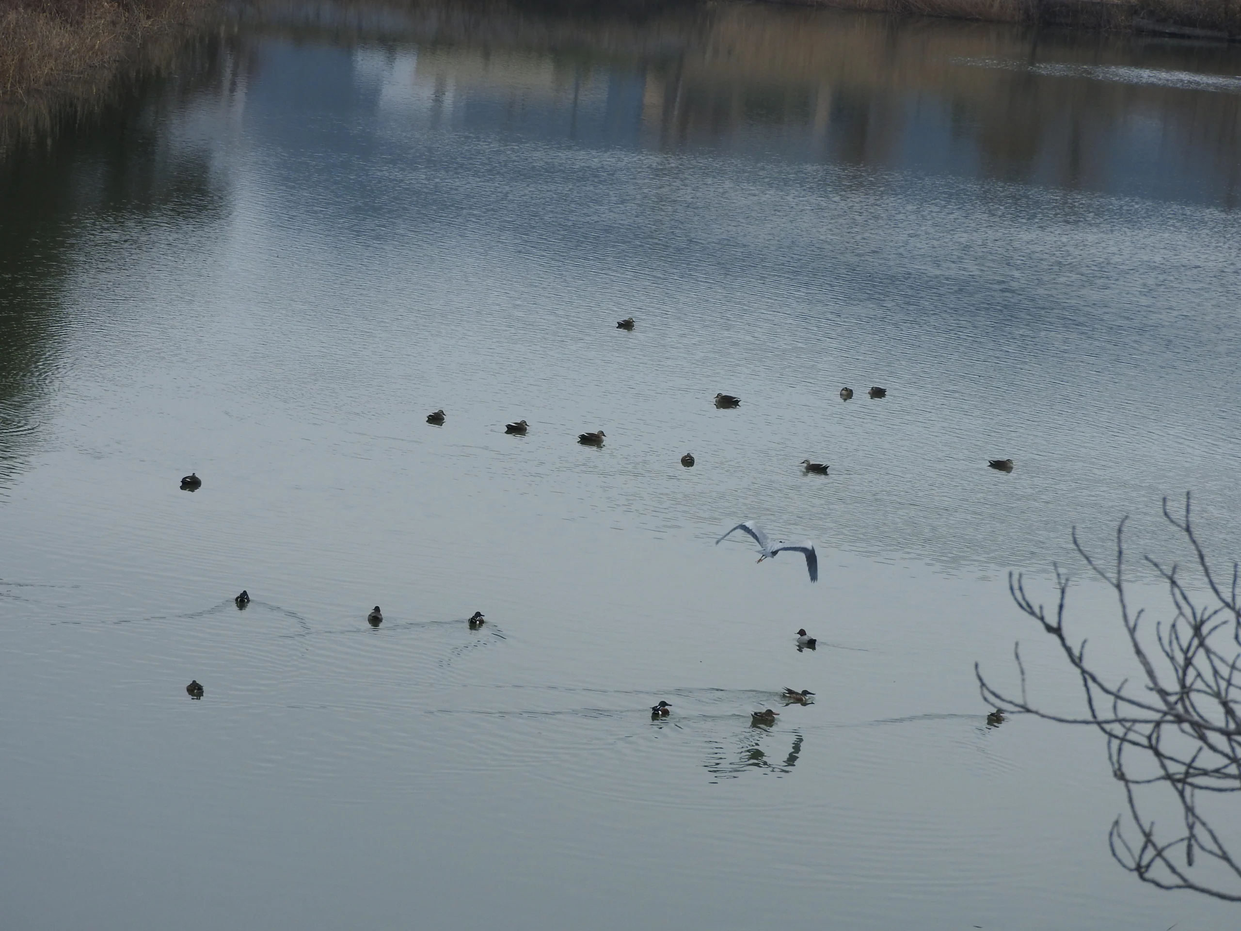 池で休んでいる数羽のアヒルと、その上を飛ぶアオサギ